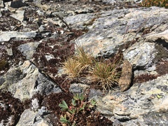 Festuca saximontana purpusiana