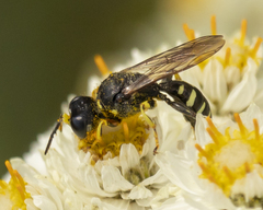 Ectemnius ruficornis