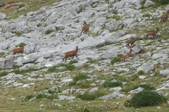 Rupicapra pyrenaica parva