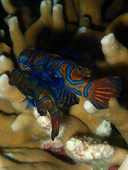 Synchiropus splendidus