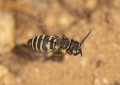 Triepeolus brittaini