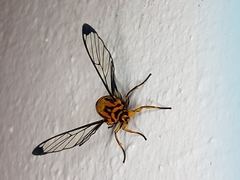 Gymnelia