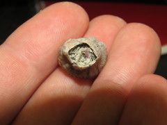 Balanus amphitrite saltonensis