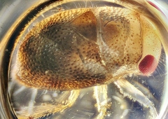 Neoplea striola