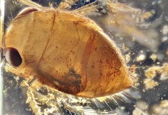 Neoplea striola