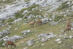 Rupicapra pyrenaica parva