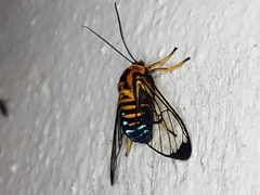 Gymnelia