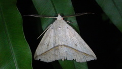 Ugia insuspecta