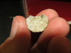 Balanus amphitrite saltonensis