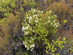 Pimelea buxifolia