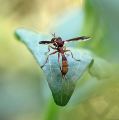 Physocephala marginata