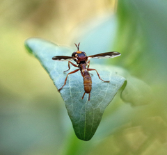 Physocephala marginata