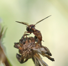Physocephala marginata