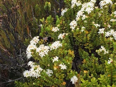 Pimelea buxifolia