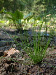 Eleocharis carniolica