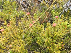 Pimelea buxifolia