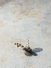 Pseudotephritis vau