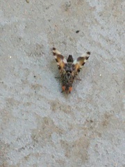 Pseudotephritis vau