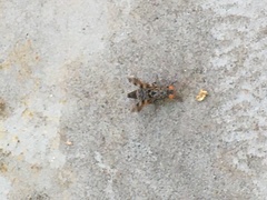 Pseudotephritis vau