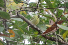 Tolmomyias sulphurescens