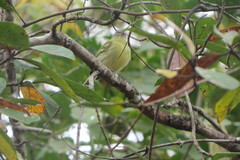 Tolmomyias sulphurescens