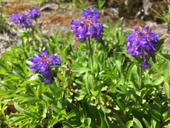 Penstemon procerus tolmiei