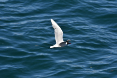 Chroicocephalus maculipennis