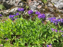 Penstemon procerus tolmiei