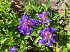 Penstemon procerus tolmiei