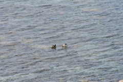 Podiceps occipitalis