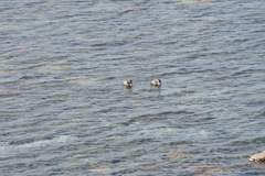 Podiceps occipitalis