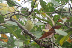 Tolmomyias sulphurescens