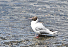 Chroicocephalus maculipennis