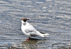 Chroicocephalus maculipennis
