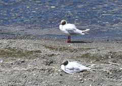Chroicocephalus maculipennis
