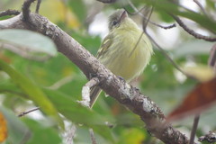 Tolmomyias sulphurescens