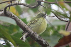 Tolmomyias sulphurescens