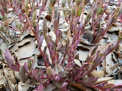 Portulaca