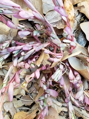 Portulaca
