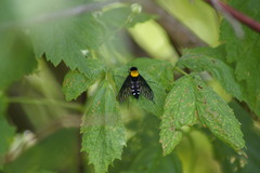 Chrysopilus thoracicus
