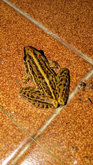 Leptodactylus gracilis