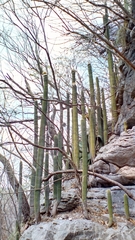 Cephalocereus apicicephalium