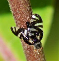 Stenopa vulnerata