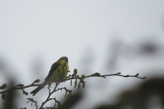 Tyrannus albogularis