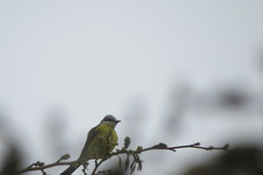 Tyrannus albogularis