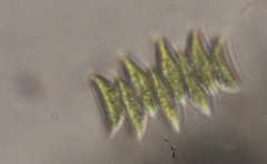 Scenedesmaceae