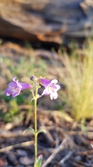 Penstemon oliganthus