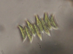 Scenedesmaceae