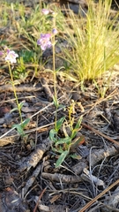 Penstemon oliganthus