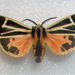 Banded Tiger Moth - Photo (c) Robert J. "Bob" Nuelle, Jr. AICEZS, some rights reserved (CC BY-NC), uploaded by Robert J. "Bob" Nuelle, Jr. AICEZS